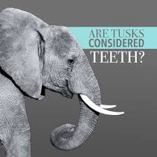 Home Dental Fun Pediatric Dentistry Dental Facts