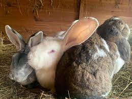 Outdoor Rabbits In Cold Weather Rabbit Welfare Association Fund Rwaf