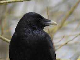 Black Bird With Hair On Head Corneille Noire Carrion Crow Corvus Corone By Thomas Humbert Animals Bird Blackbird Blackfeathers Corvids Corvus O Crow Wildlife Photography Animals