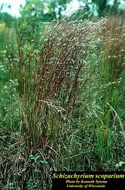 Image result for Schizachyrium jeffreysii