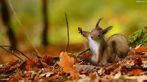 Maybe you would like to learn more about one of these? Squirrel Wallpapers Top Free Squirrel Backgrounds Wallpaperaccess