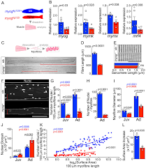 Most muscle movement of the body is under conscious control. Myogenin Is An Essential Regulator Of Adult Myofibre Growth And Muscle Stem Cell Homeostasis Elife