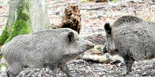Le terme nuisible est appliqué aux espèces qui. Bretagne Trop De Sangliers Les Chasseurs Deconfines Le Telegramme