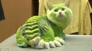 Russian pet owner styles cat as green dragon and a dog as a bumblebee in new fad. My Cat Is White Which Is Kinda Boring How Do I Dye It S Fur A Nicer Colour Quora