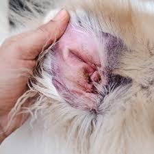The head and neck are the most commonly affected areas, left untreated, the mite can move to other parts of the body. Dermatitis In Dogs And Cats Allergy Treatment Symptoms