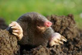 Before you learn how to get rid of moles, you need to learn how they live. How To Get Rid Of Moles And Voles Hgtv