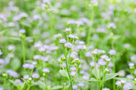 Check out these 75 beautiful and inspiring garden path ideas. Depth Of Field Purple Little Iron Weed At Field Grass White Flower Grass With Nature Blur Background Stock Photo Picture And Royalty Free Image Image 53816550