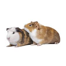 On average, guinea pigs live for 5 to 8 years. Female Guinea Pig For Sale Live Small Pets Petsmart