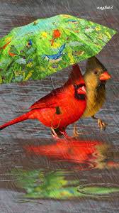 Bird Bird Bird Is The Word Gif Https Encrypted Tbn0 Gstatic Com Images Q Tbn 3aand9gcq8wod2odjg9cjfebgurario314xmjergppza Usqp Cau