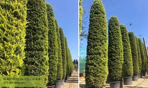 Image result for Cupressus macrocarpa
