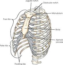 Thorax,lungs,heart anatomy and physiology diagrams free download. Bony Thorax Radiology Key