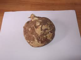 Image result for Zehneria scabra