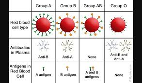 Pin By Eve Noel Sknow On Genetics Genealogy Blood Type