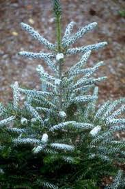 Maybe you would like to learn more about one of these? Abies Koreana Silver Show Dwarf Korean Fir Abies Koreana Dwarf Conifers Fairy Garden Plants