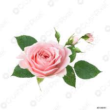 Fiori rosa sul legno con la parola buon compleanno. Mazzo Di Fiori Rosa Rosa Isolato Su Sfondo Bianco Disegno Foto D Archivio Crushpixel