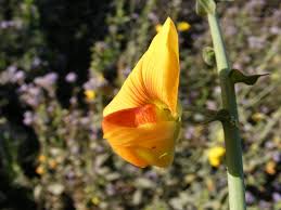 Image result for Crotalaria schliebenii