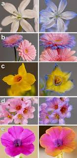 Rafflesia arnoldii produces the largest individual flower of any plant on earth, featuring a fans of pokemon might have seen the rafflesia arnoldii flower before. The Bee The Flower And The Electric Field Electric Ecology And Aerial Electroreception Springerlink