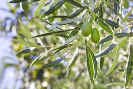 Image result for Olea europaea