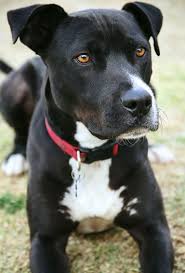Black And White Pitbull Mix Puppy Pitbull Lab Mix Pitbull Lab Mix Pitbull Lab Pitbull Mix Puppies