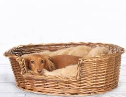 Der Passende Hundeschlafplatz Schecker Hundeshop