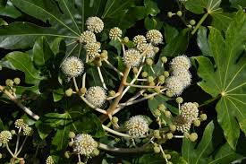 Pieris (common name japanese andromedea) are a species of shrubs that have everything. Fatsia Japonica Pruning Pyracantha Co Uk