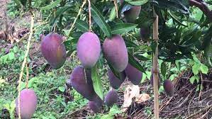 It is available in various varieties a report in the daily star states that in bangladesh's dhaka, rmg entrepreneur omar faruque bhuiyan has been able to grow miyazaki. Miyazaki Mango Made In Japan Bangladesh Post