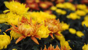 Symbolic sunflower meaning and sunflower insight on whats your sign aside from the victorian and contemporary meanings for the lot. Chinese New Year Flowers Types To Choose And What They Mean Home Decor Singapore
