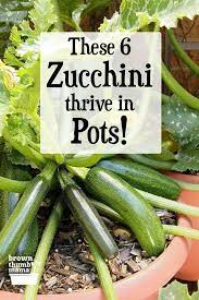 For instance, zucchini, 1 c, 9/17/18.. Best Types Of Zucchini To Grow In Containers Types Of Zucchini Growing Zucchini Zucchini Plants