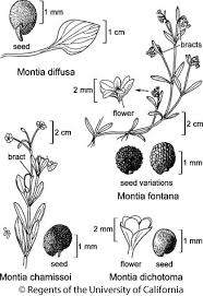 Image result for Montiniaceae