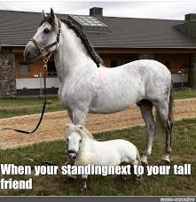 We did not find results for: Somics Meme When Your Standing Next To Your Tall Friend Comics Meme Arsenal Com