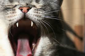 So the cat has a record of vomiting and trying different kinds of food. Bad Breath In Cats Symptoms Causes Diagnosis Treatment Recovery Management Cost