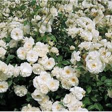 Find images of rose bush. Iceberg Climbing Rose 2 Quart At Jackson And Perkins Iceberg Climbing Rose Climbing Roses Hybrid Tea Roses