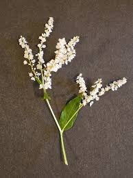 Image result for Polystachya ruwenzoriensis