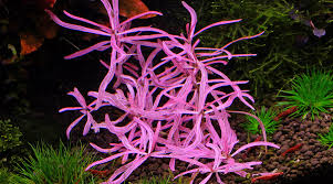 Image result for Hygrophila uliginosa