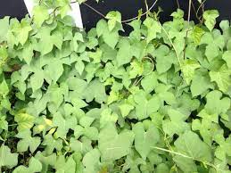 Garden Answers Plant Identification Fast Growing Vines Growing Vines Aquaponics Plants