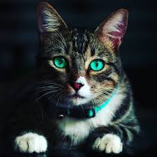 Adobe photoshop cc 2019 (macintosh) colors. Cute Cat Hd Wallpapers Cat Photo 4k 1080x1080 Wallpaper Teahub Io