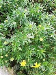 Image result for Euryops chrysanthemoides