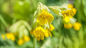 Zu weiteren bedeutungen siehe primula (begriffsklärung). Primeln Pflegen Fruhbluher Fur Haus Und Garten Ndr De Ratgeber Garten
