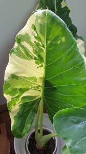 Image result for Eleocharis variegata