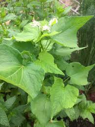 Image result for Fagopyrum snowdenii