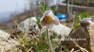 Image result for Lepidagathis lanatoglabra