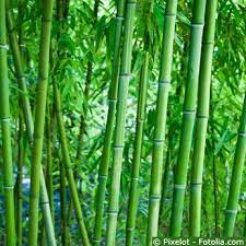 Bambus (bambusoideae) ist ein pflegeleichtes ziergras, welches im garten bei guter pflege besonders stimmig wirkt das wuchsfreudige riesengras in asiatischen gärten und in verbindung mit. Bambus Gartenbambus Pflege Pflanzen Dungen Schnitt