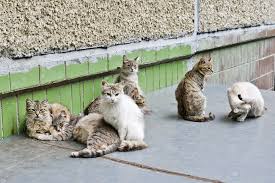 Cats are good climbers and jumpers, so it can be difficult to keep them out when they're not wanted. How To Keep Cats Out Of Your Yard