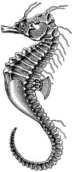 Seahorse By Unknown Seahorse Drawing Seahorse Art Seahorse