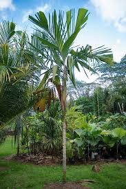 Maybe you would like to learn more about one of these? Hawaii Island Palm Society Growing Palms