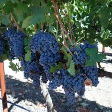 Muscadine grapes are easy to grow, and it is native to the southern states of america, including florida. Grow Grapes In Your Home Garden Finegardening