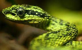 More Types Of Snakes Types Of Snake Snake Reptile Snakes