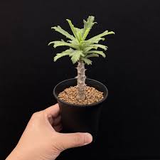 Image result for Monadenium torrei