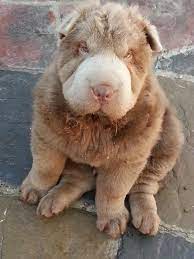 Lillac Bear Coat Shar Pei Puppy Bear Coat Shar Pei Gallery Cute Dogs Breeds Shar Pei Bear Coat Shar Pei