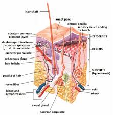 The organs, muscles, and other contents of the torso are supplied by nerves, which mainly originate as nerve roots from the thoracic and lumbar. Human Organs And Organ Systems Advanced Ck 12 Foundation